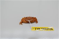 藏品(方形大額蟹)的圖片